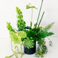 Green floral arrangement in a black pot on a white background