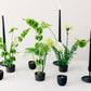 Decorative setup with black candles and green ikebana arrangements on a white surface
