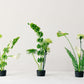 Three ikebana inspired arrangements in black pots on a white surface with a light gray background
